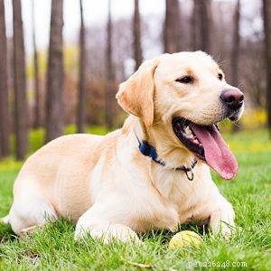 5 Essential Tips for Walking Your Dog Safely This Summer