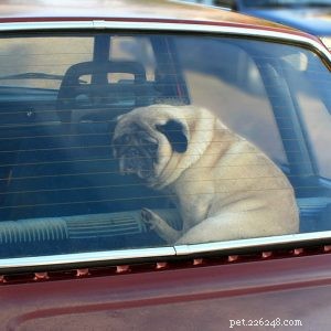 5 Essential Tips for Walking Your Dog Safely This Summer