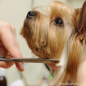 5 Essential Tips for Walking Your Dog Safely This Summer