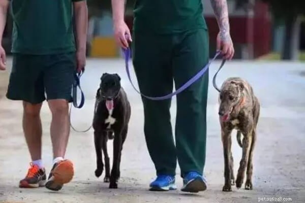 Inside Bunbury Regional Prison: A Greyhound’s Unexpected Journey With Inmates