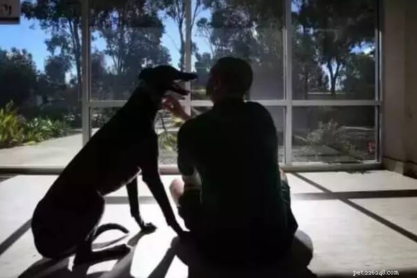 Inside Bunbury Regional Prison: A Greyhound’s Unexpected Journey With Inmates