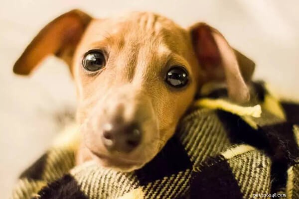 Inside Bunbury Regional Prison: A Greyhound’s Unexpected Journey With Inmates