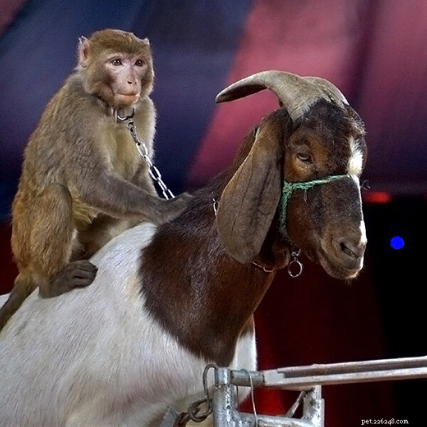 Guangzhou Zoo Ends Animal Performances: A Milestone for Humane Conservation
