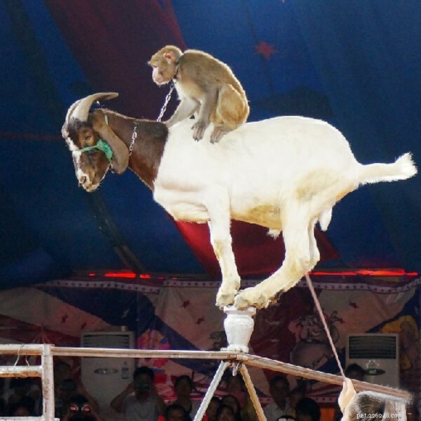 Guangzhou Zoo Ends Animal Performances: A Milestone for Humane Conservation