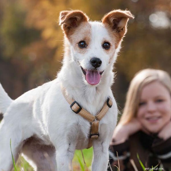 Why Adopt a Homeless Dog? A Guide to Responsible Pet Ownership