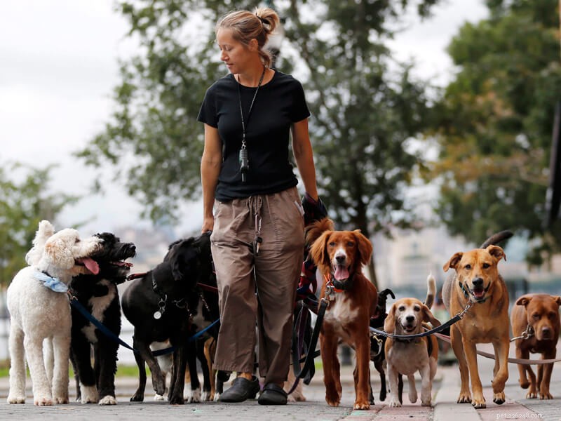 Choosing a Dog Walker: Expert Tips for Pet Owners