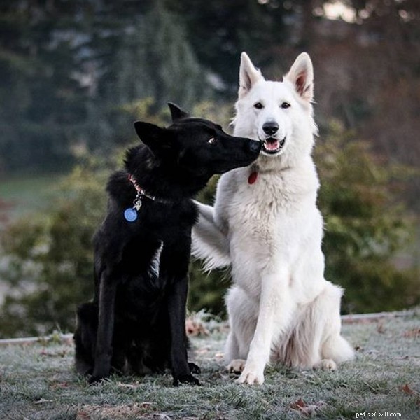 Can Dogs Marry? Exploring the Legal Status of Pet Weddings