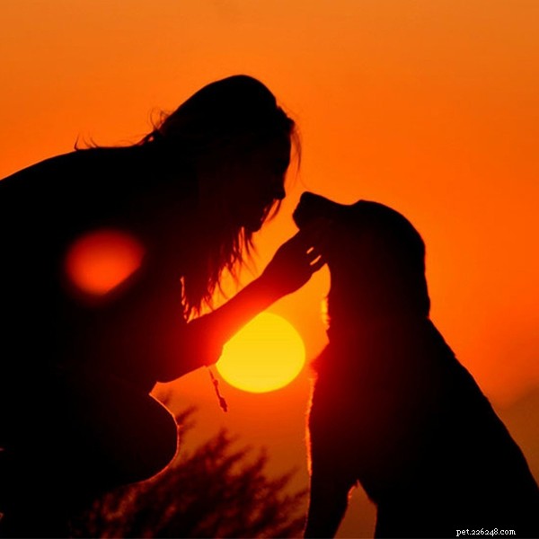 Heartwarming Dog Movies That Will Touch Your Soul