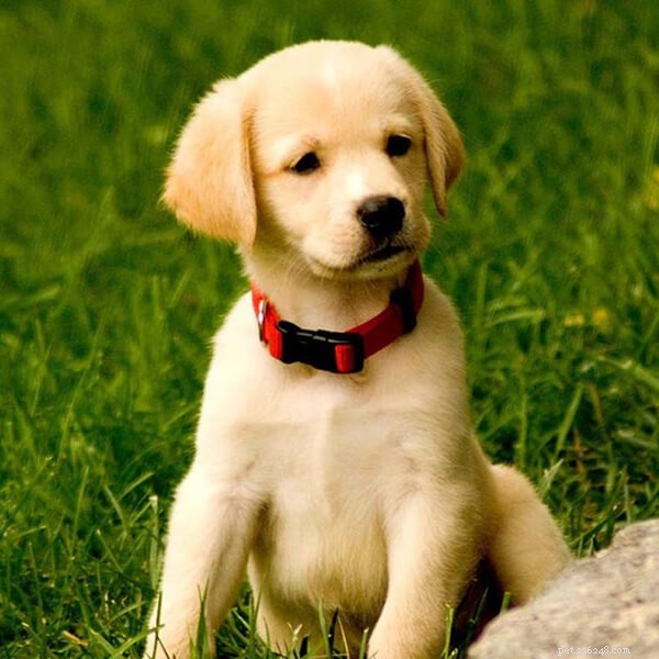Dog Accidents: Are Dogs Truly Friendly or a Hazard?