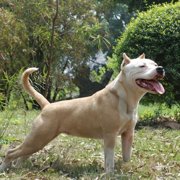 Dog Accidents: Are Dogs Truly Friendly or a Hazard?
