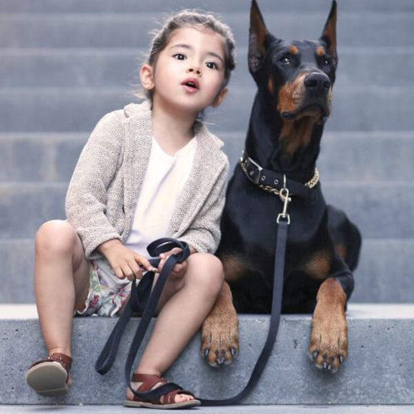 Dog Accidents: Are Dogs Truly Friendly or a Hazard?