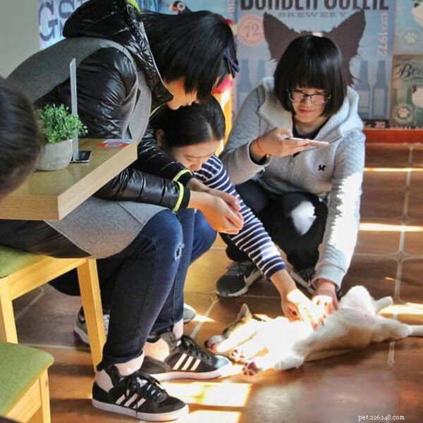Meet Your Furry Waiter: Dogs Serve Customers at an Innovative Coffee Shop