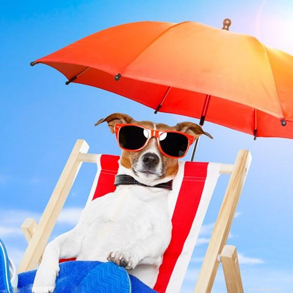 Discover Tel Aviv: Israel s Premier Dog Paradise
