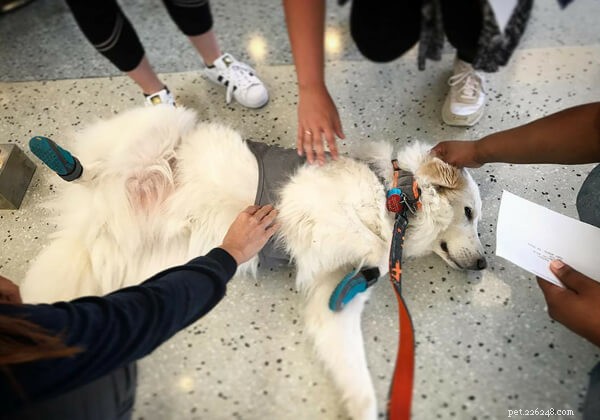Can Stroking a Dog Reduce Stress? Explore the Science Behind Pet Therapy