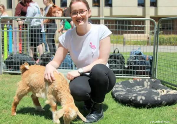Can Stroking a Dog Reduce Stress? Explore the Science Behind Pet Therapy