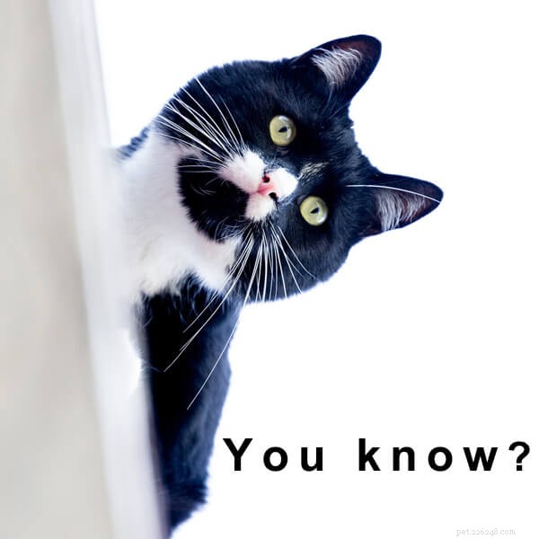 Australian Renters Get Pet Rights Under New Law – What You Need to Know