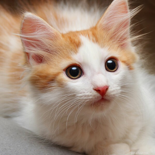 Australian Renters Get Pet Rights Under New Law – What You Need to Know