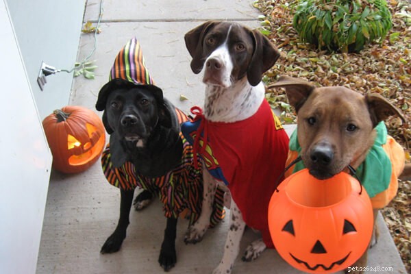 Get Your Pet Halloween‑Ready: Tips, Safety, and Fun Ideas