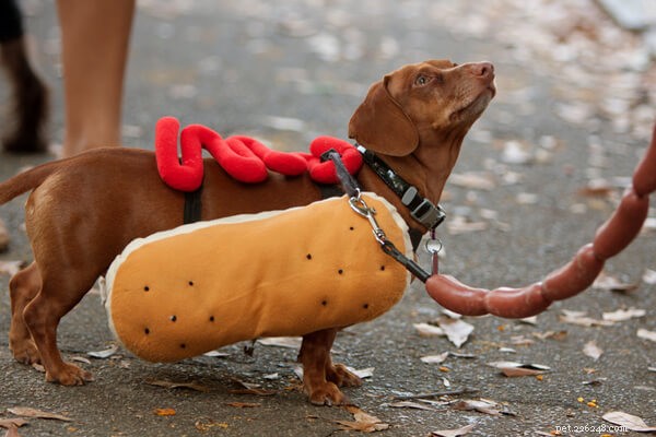 Get Your Pet Halloween‑Ready: Tips, Safety, and Fun Ideas