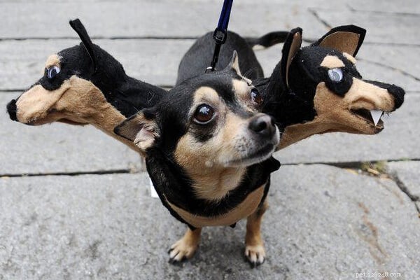 Get Your Pet Halloween‑Ready: Tips, Safety, and Fun Ideas