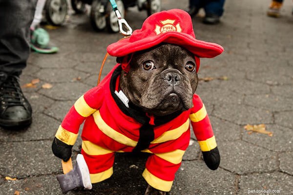 Get Your Pet Halloween‑Ready: Tips, Safety, and Fun Ideas
