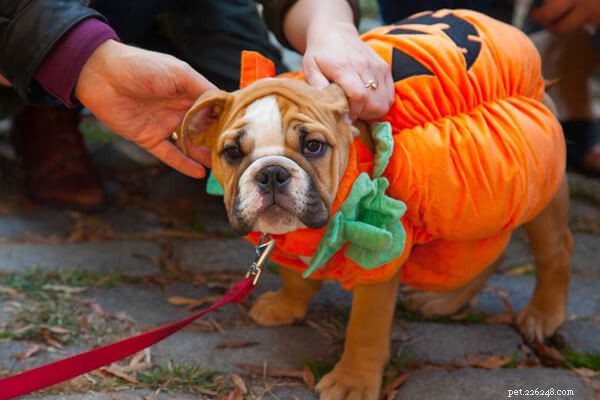 Get Your Pet Halloween‑Ready: Tips, Safety, and Fun Ideas