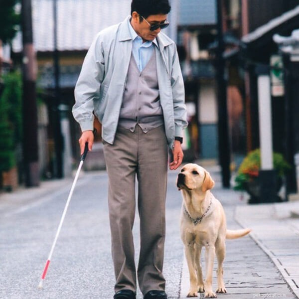 Service Dogs: Essential Helpers for People with Disabilities