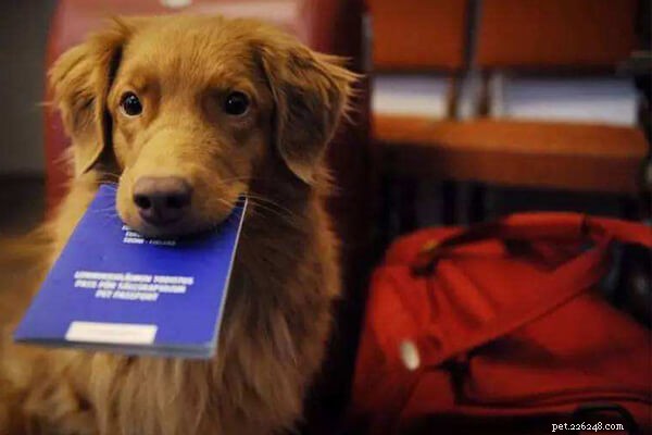 Pet Ticket Now Available: Bring Your Pets on the Same Flight in China