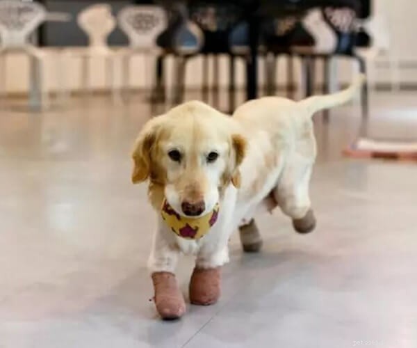 Chi Chi: The Golden Retriever Who Overcame Loss and Injury to Inspire Hope