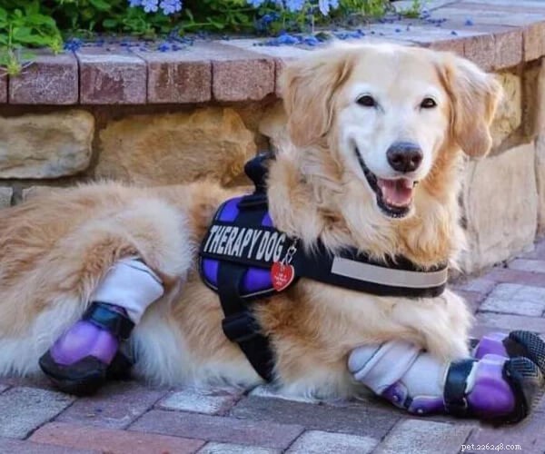 Chi Chi: The Golden Retriever Who Overcame Loss and Injury to Inspire Hope