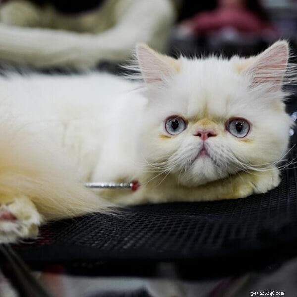 Celebrate 2024: Discover Adorable Pets at Paris Pet Expo – QQPETS