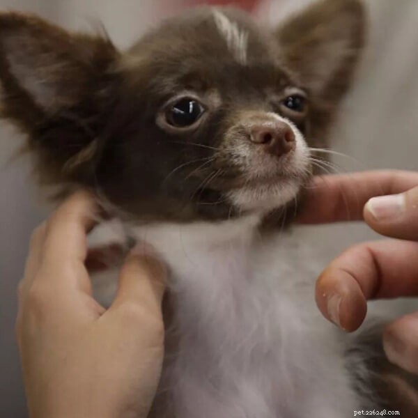 Celebrate 2024: Discover Adorable Pets at Paris Pet Expo – QQPETS