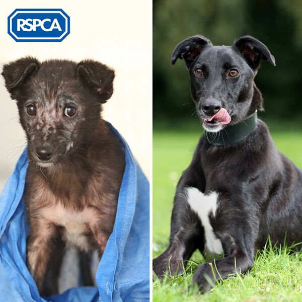 Should You Adopt a Dog for Christmas? Expert Guidance from QQPETS