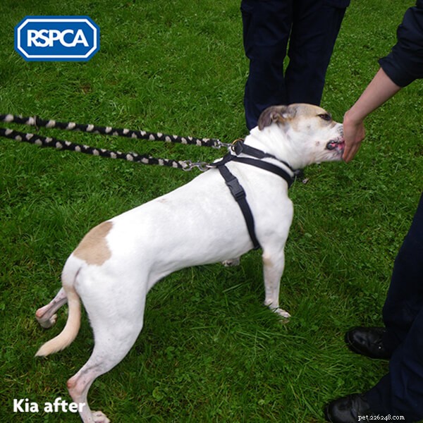 Should You Adopt a Dog for Christmas? Expert Guidance from QQPETS