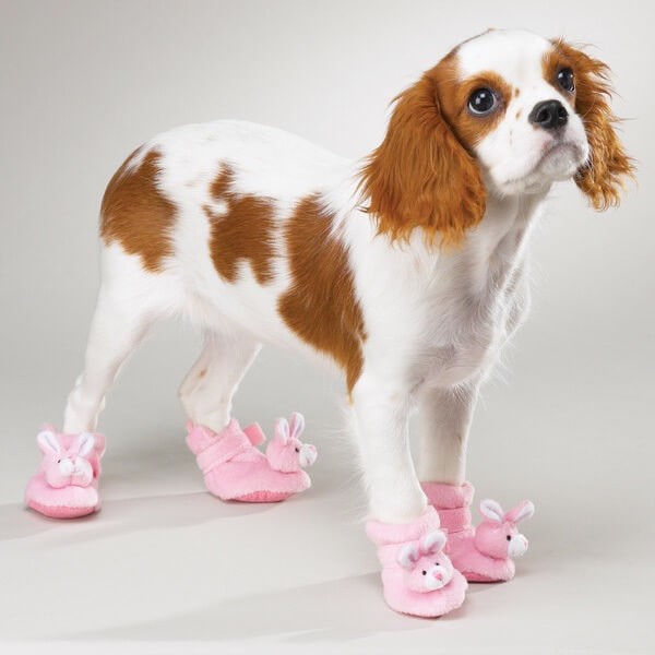 Do Dogs Need Shoes? A Practical Guide for Pet Owners