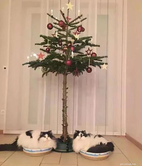 Keep Your Pet Safe: How to Keep Them Away from the Christmas Tree