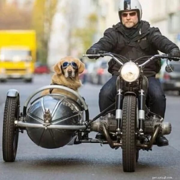 Traveling with Your Dog: Safe, Fun, and Original Ways to Explore Together