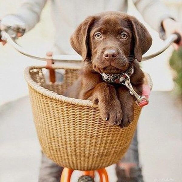 Traveling with Your Dog: Safe, Fun, and Original Ways to Explore Together