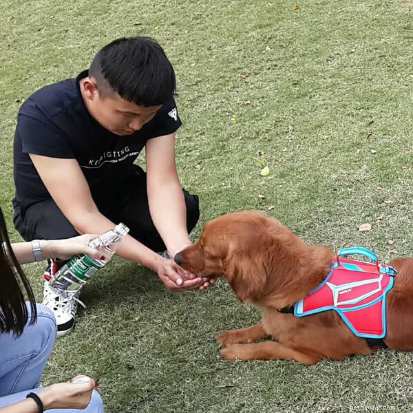 Weekend Dog Walks: Relax and Play Outdoors with Your Furry Friend