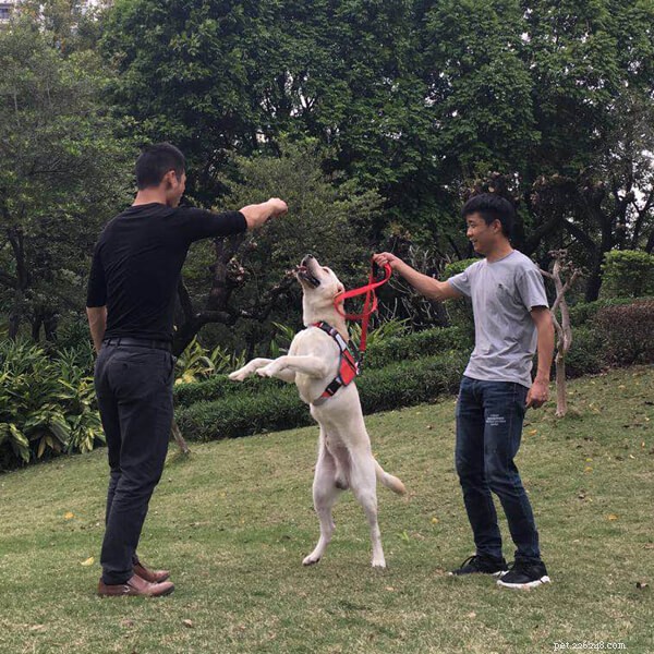 Weekend Dog Walks: Relax and Play Outdoors with Your Furry Friend