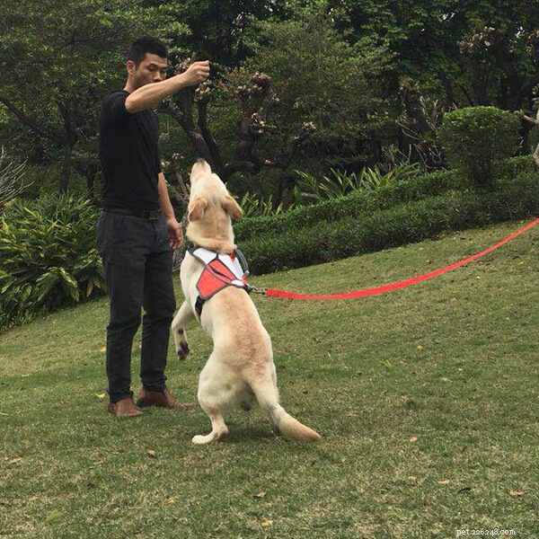 Weekend Dog Walks: Relax and Play Outdoors with Your Furry Friend