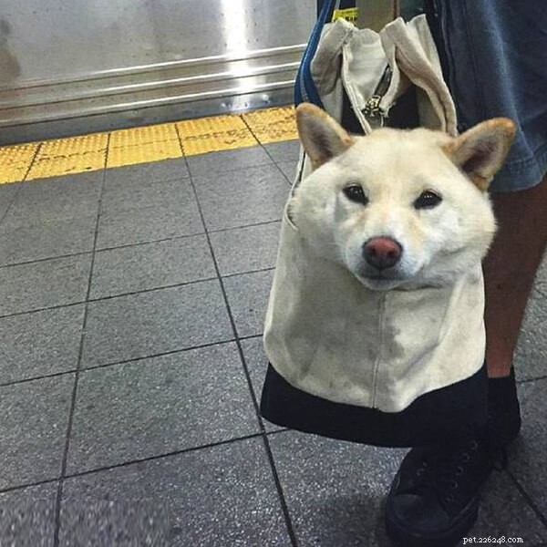Reunited After the Spring Festival: How I Greeted My Dog at the Pet Care Center
