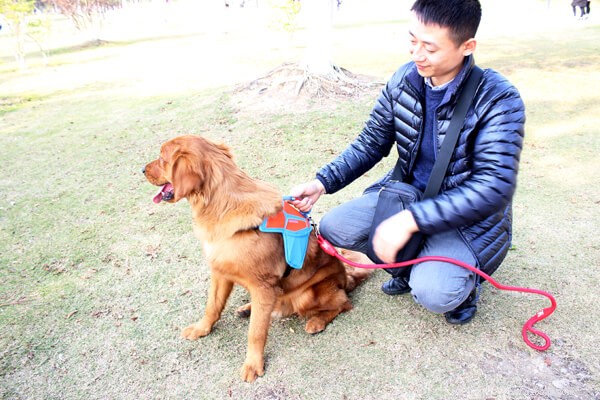 Discover the 2018 Eco‑Friendly Dog Harness Vest – Comfortable & Safe for Your Pet