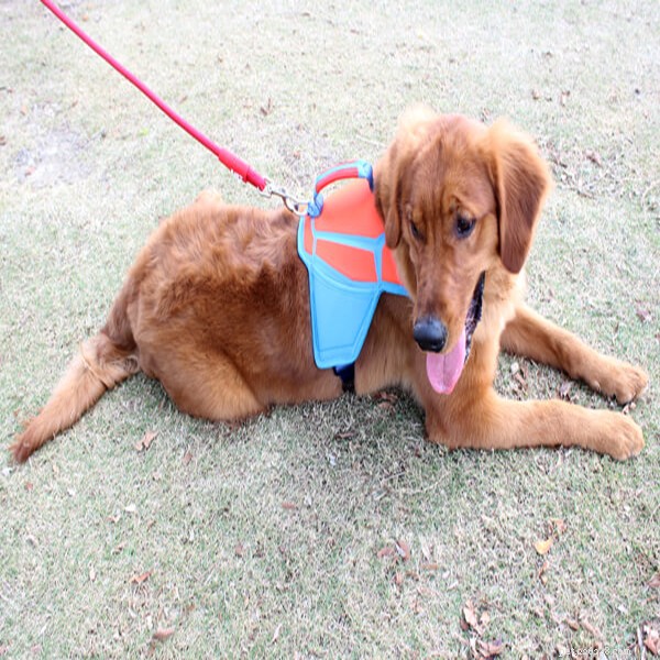 Train Your Golden Retriever to Retrieve Items: A Step‑by‑Step Guide