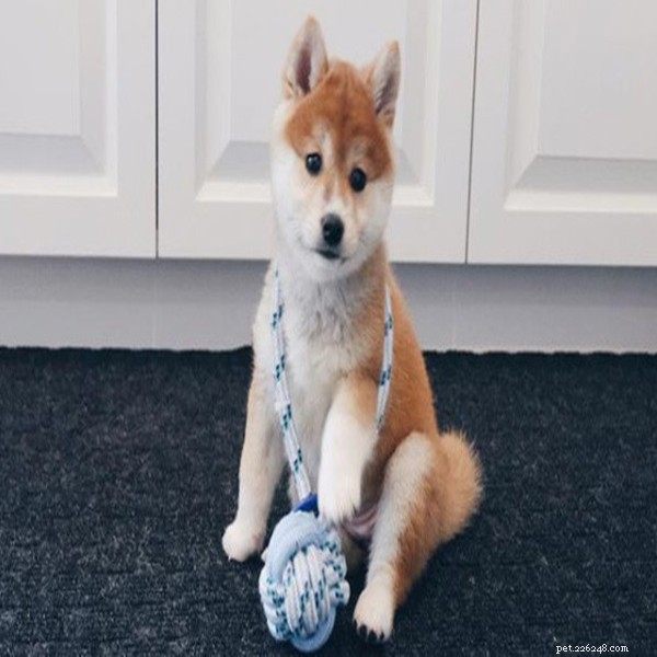 The Many Benefits of Pet Ownership: Strengthen Relationships, Reduce Stress, and Boost Wellness