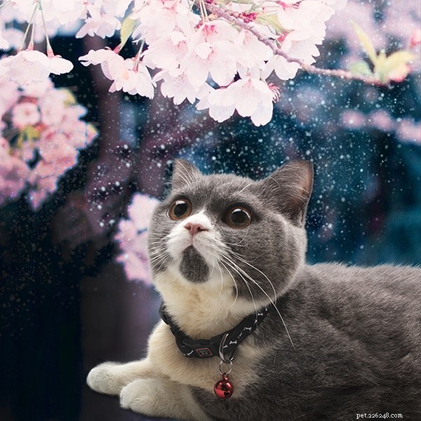Premium Adjustable Polyester Cat Collar – Soft, Customizable Sublimation Print – QQPETS