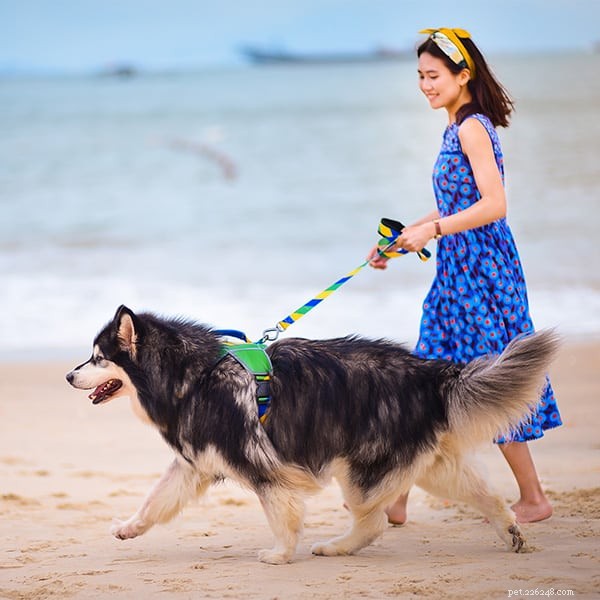5 Key Principles for Proper Dog Walking | Expert Guide