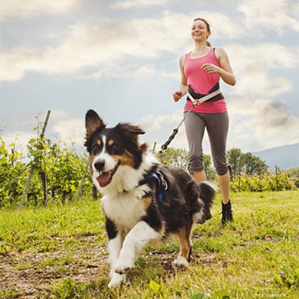 Protect Your Pets This Summer: Expert Safety Tips from QQPETS