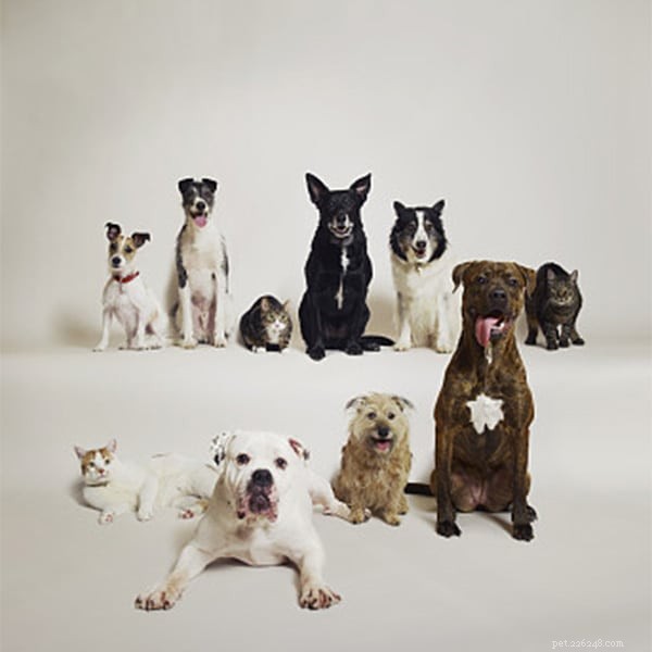 Boost Your Dog s Health with a Balanced Natural Diet