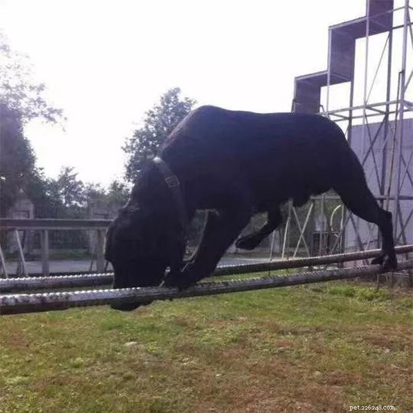 Remembering Tianfu: The Heroic Search and Rescue Dog